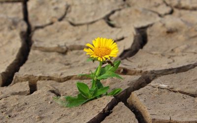 Dare bellezza alla vita senza giudicare nessuno: il messaggio della Pasqua cristiana
